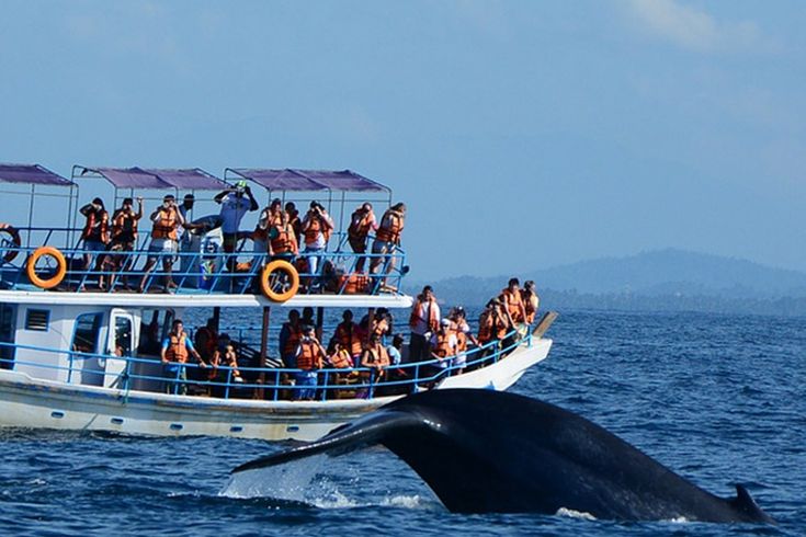 Whale Watching in Sri Lanka